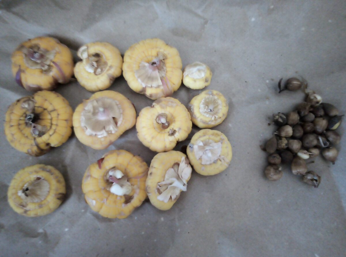 Луковицы гладиолусов