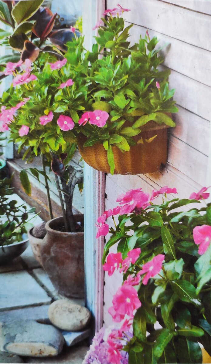 Катарантус в пристенный горшке. Фото автора