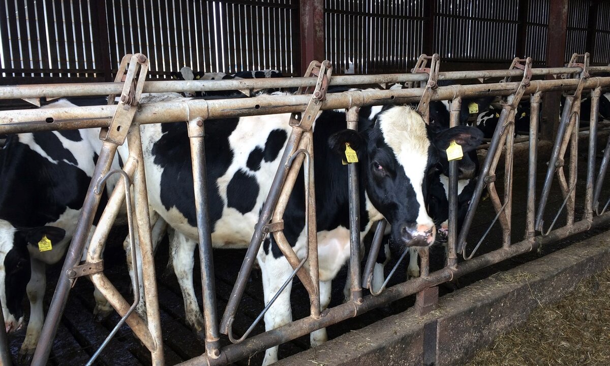 Автоматическая выбраковка животных на ферме DPA