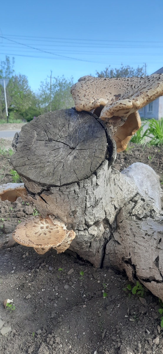 Сегодня увидела пень с грибами