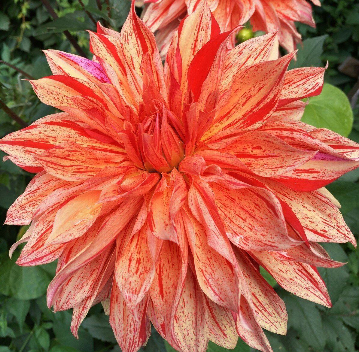 Высокорослый шикарный георгин