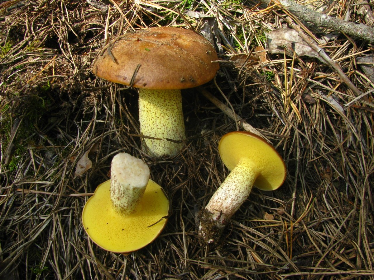 Масленок Suillus. Грибы масленок зернистый.