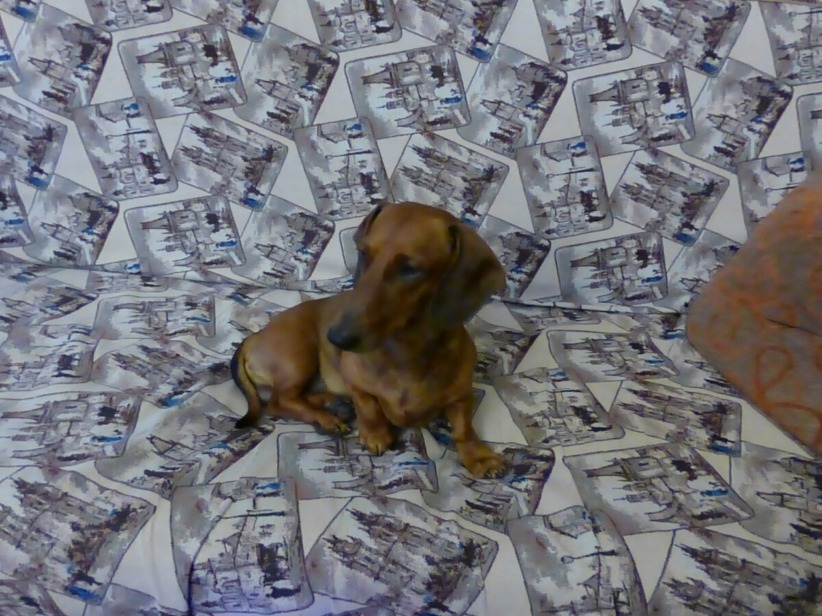 фоточка здорового Баксика... 