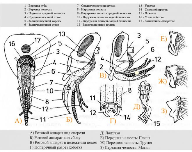 Строение слепня рисунок с подписями