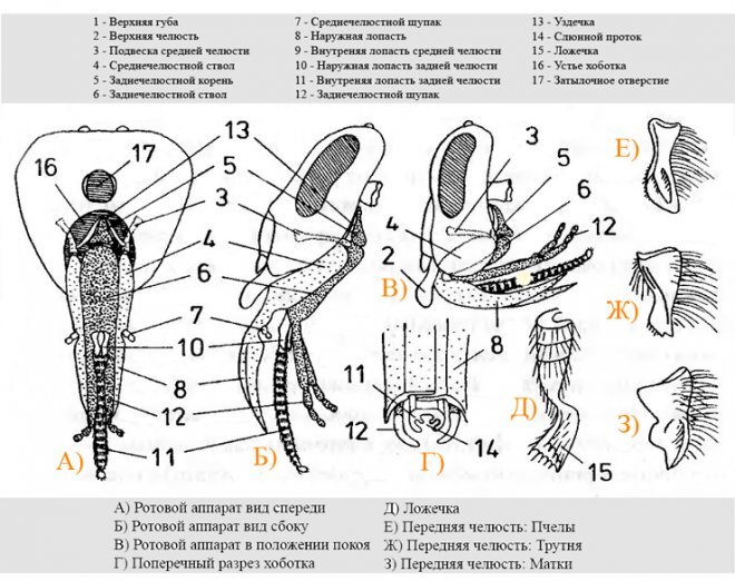 Строение слепня рисунок с подписями - 87 фото