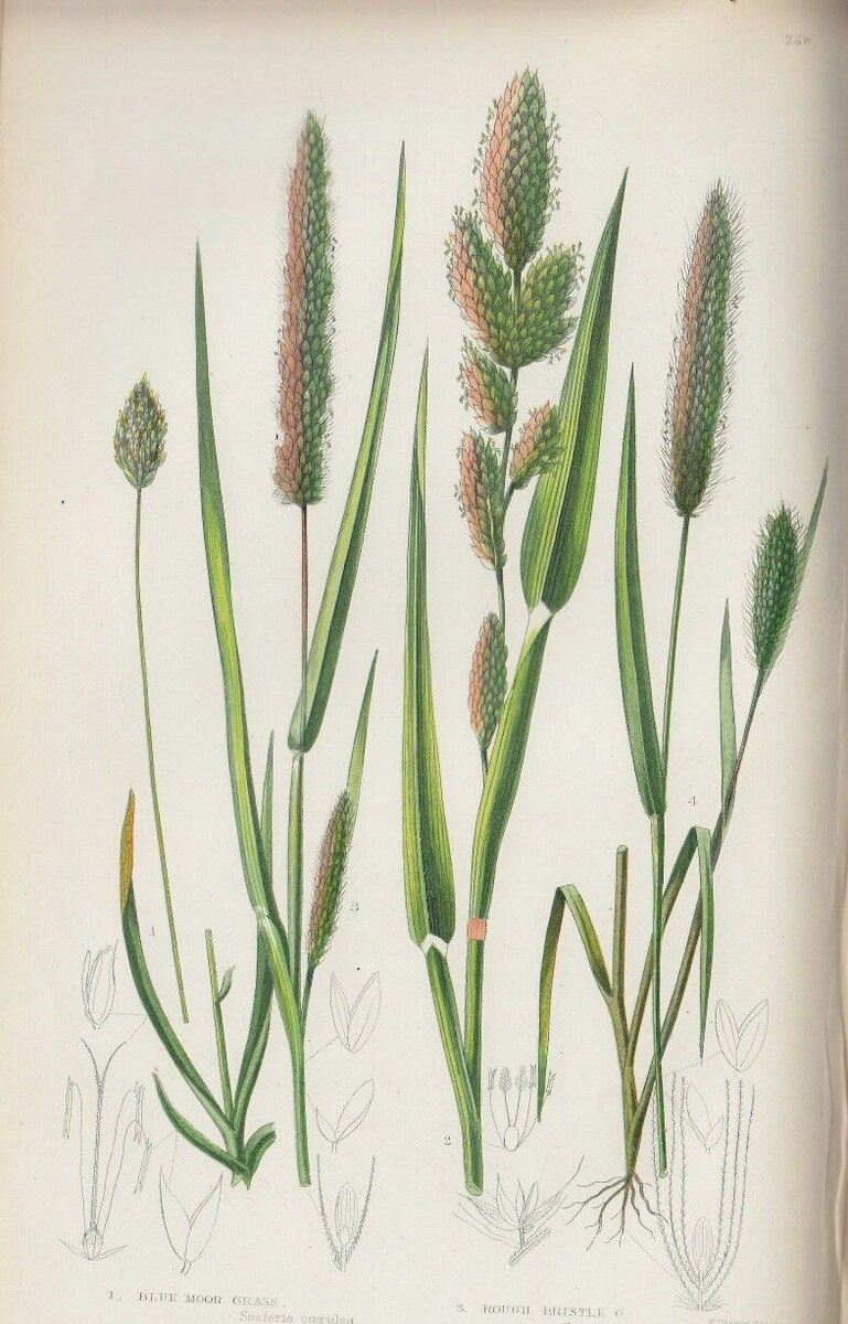 Тимофеевка