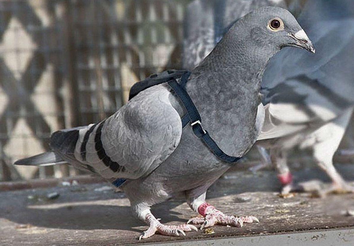 Почтовый голубь на старте