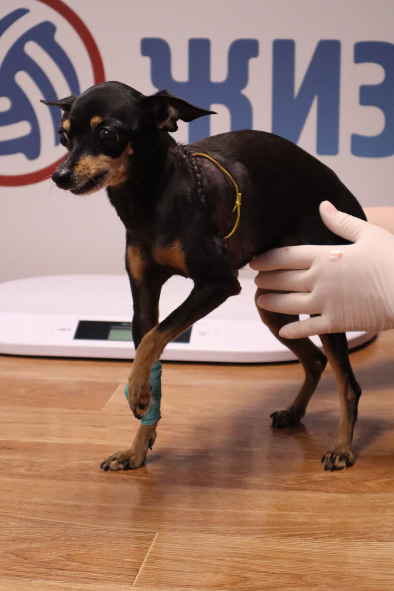 Муся в ветклинике в Калуге "Жизнь" на повторном приеме