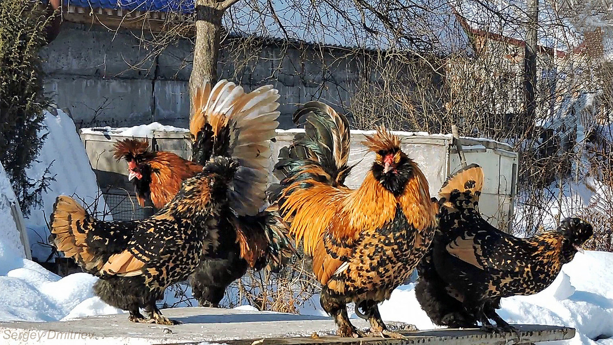 Павловские курицы есть двух окрасов: золотистые и серебристые. Но вне зависимости от цвета, выглядят они бомбезно! 
