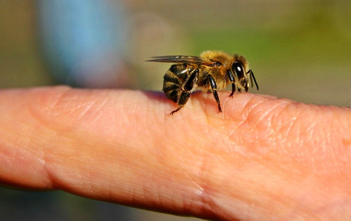 Жалит пчела фото