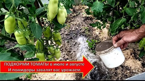 ПОСЛЕ ПОДКОРМКИ В ИЮЛЕ_АВГУСТЕ ТОМАТЫ ЗАВАЛЯТ ВАС УРОЖАЕМ ПОМИДОР 😜🌷 ЗОЛЬНАЯ ПОДКОРМКА ТОМАТОВ видео