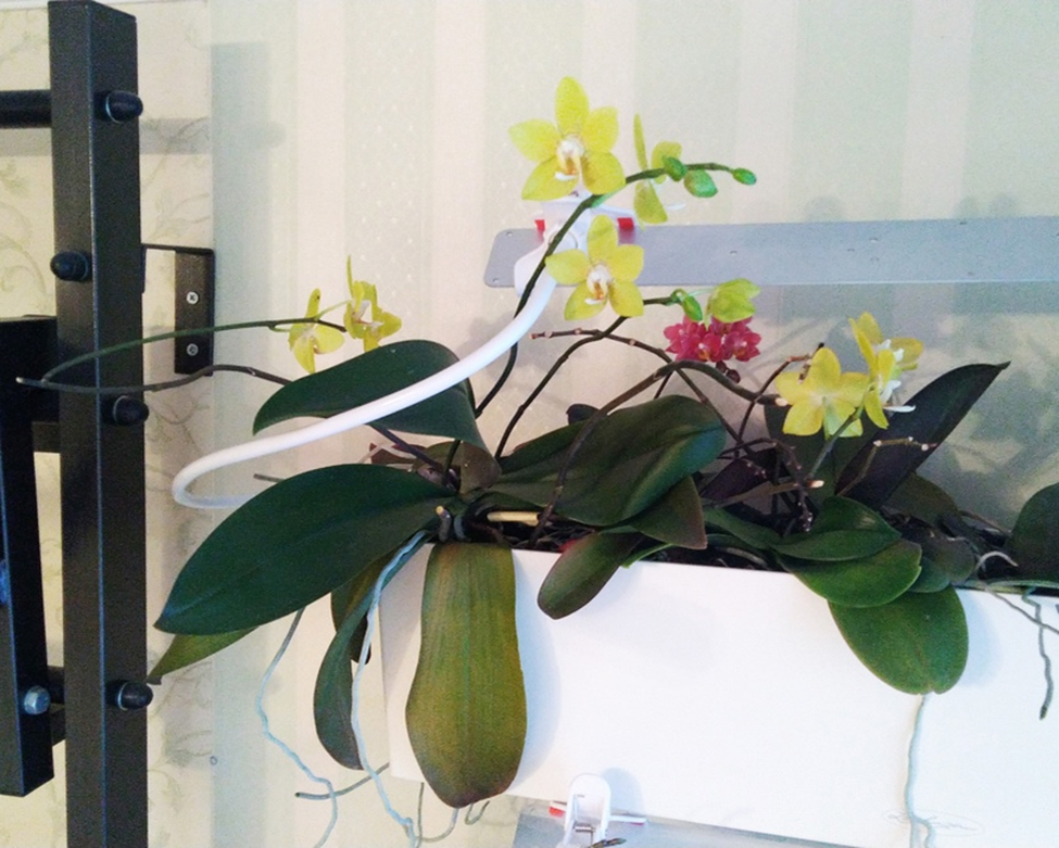 Это фото моего самого старого безымянного желтого орха декабря 2021г.