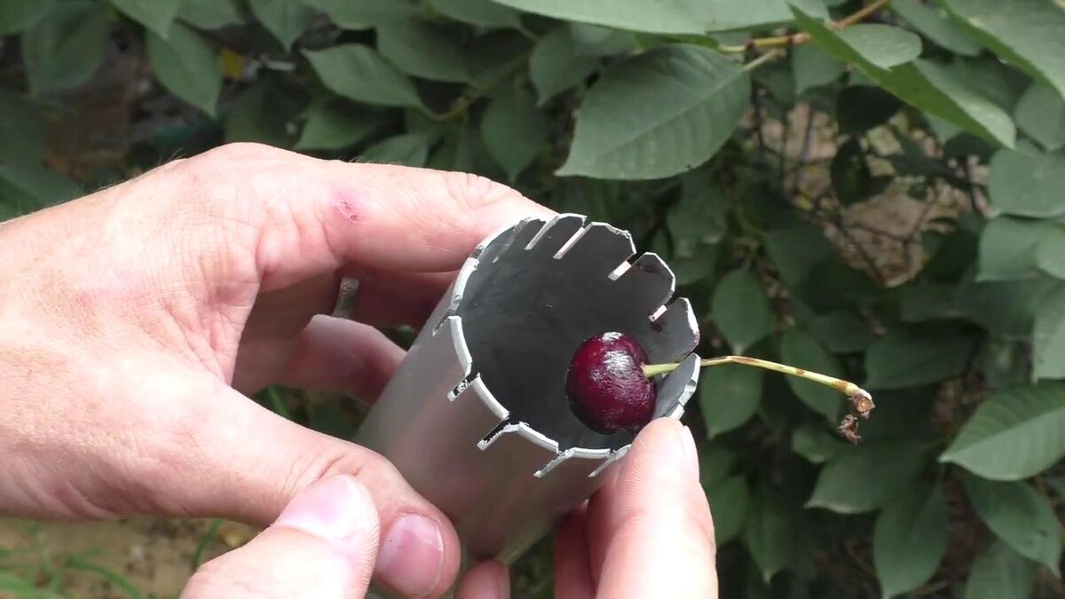 Приспособление из обрезка пластиковой трубы для облегчения сбора ягод