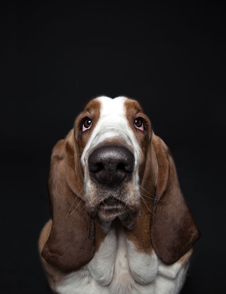 Фрейби, бассет. © Alexander Khokhlov and Veronika Ershova / behance.net