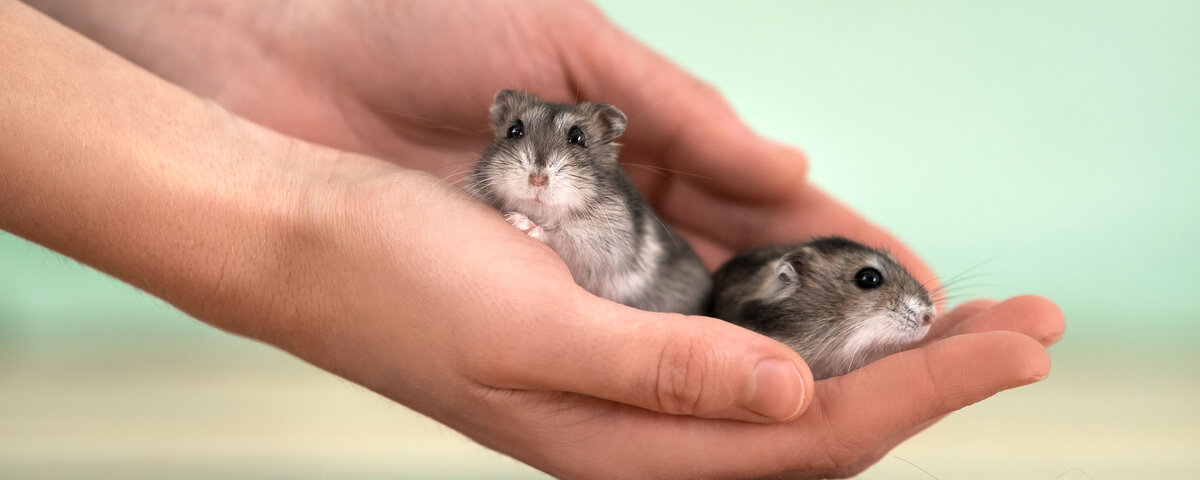 4 лапы хомяки. четыре лапы хомяки. 4 лапы хомяки. 4 лапы хомяки. хомяк сирийский 4 лапы.