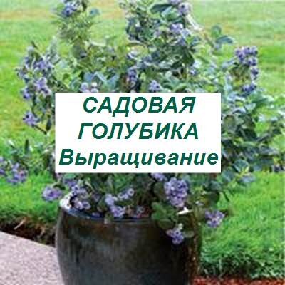 садовая голубика, выращивание