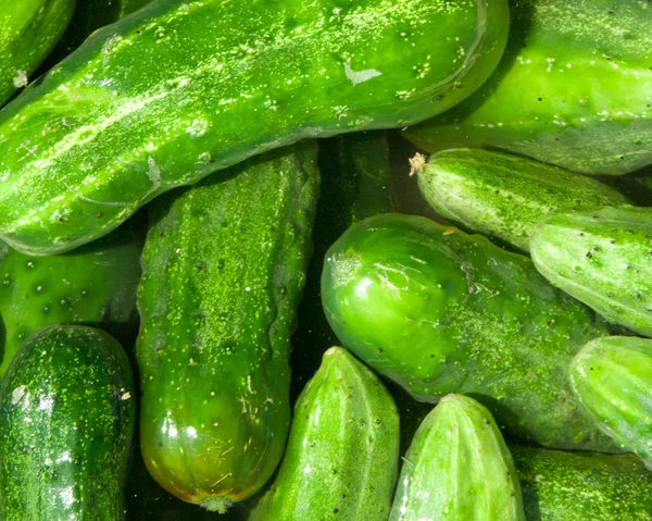 крупные огурцы