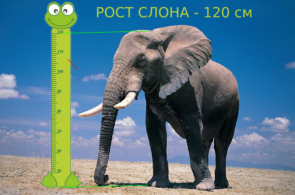 Слон, как оказалось, довольное маленькое животное, он скорее заслуживает называться просто "слоником"...