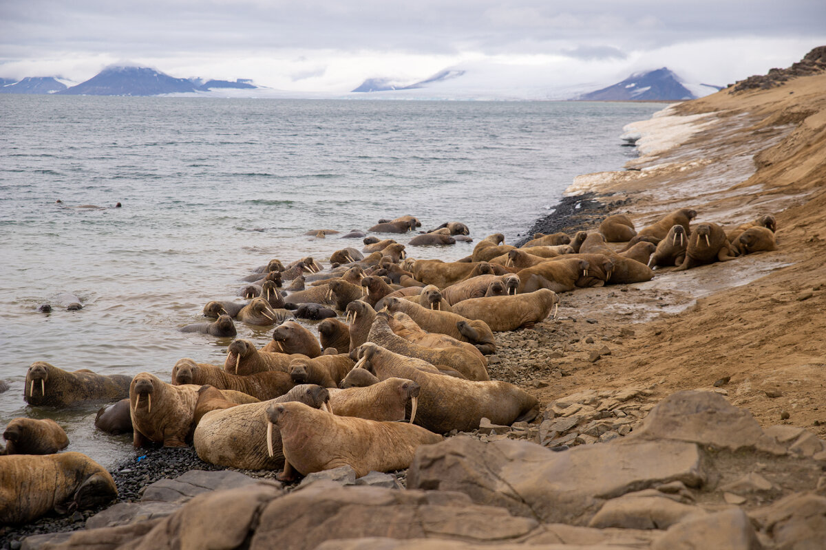 Лежбище моржей. Фото: Артем Вольнов