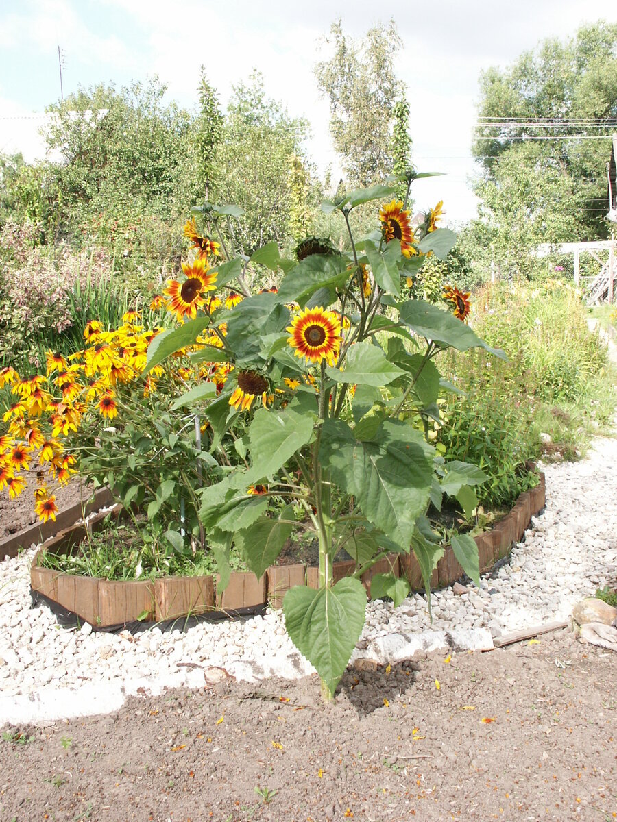 Такой эта клумба была 18 лет назад. И тоже - сложноцветные.
