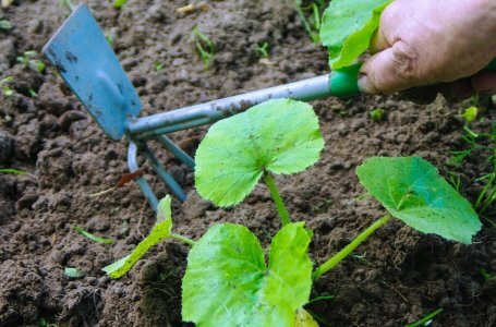 Как своими руками изготовить ручной окучник для картофеля