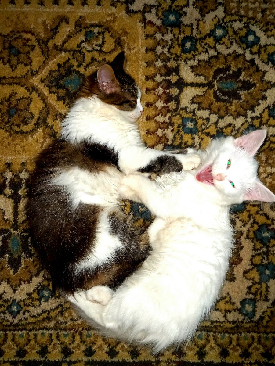 Толик и Белка