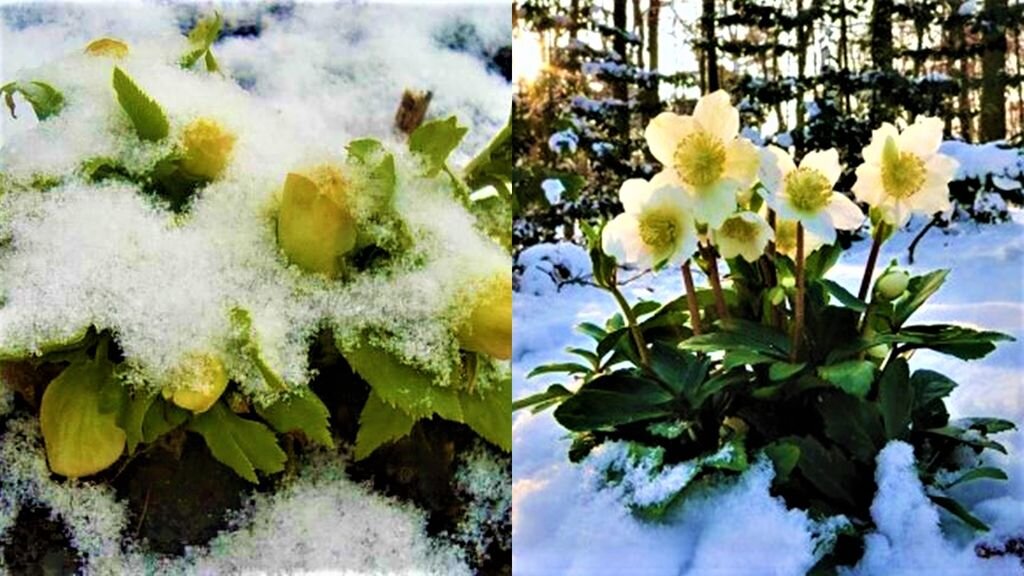 Морозостойкие многолетние цветы для тенистого сада | GardenLife | Дзен