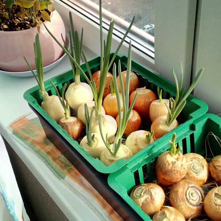 Гидропоническая установка в каждом доме! 😁