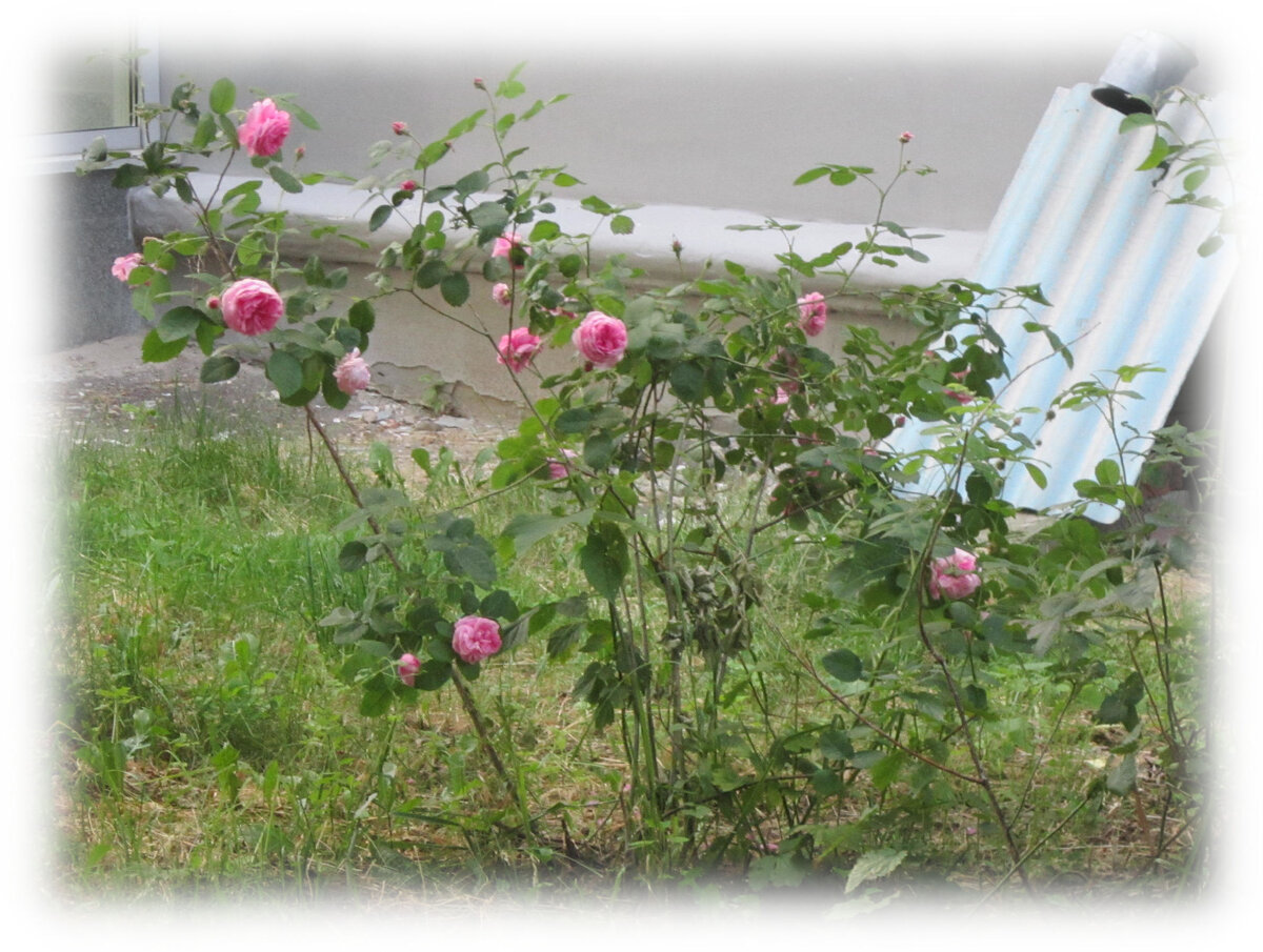 Нет, у меня будут розы. Самые лучшие! Хм... Ладно, ладно, не розы. Вообще непонятно, как эти розы здесь (в подсознании) выжили и не украдены.