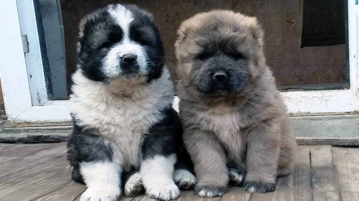 источник фото: vivcharka.com