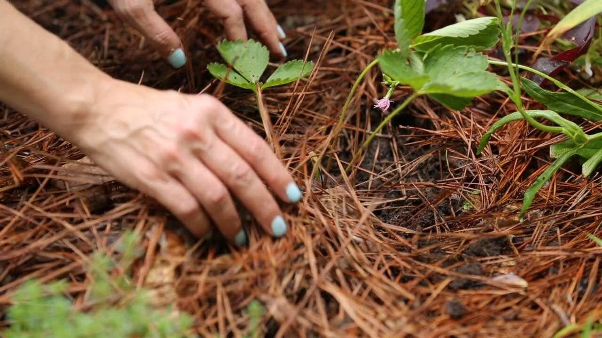 Мульчировать хвойным опадом