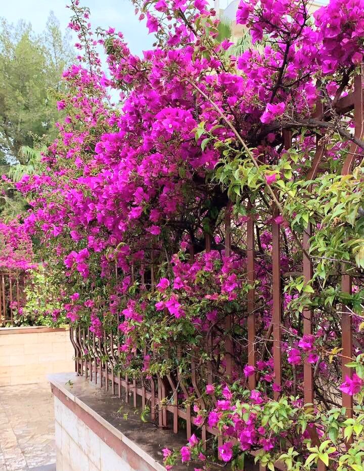 Как на знаменитый фестиваль итальянской песни в Сан-Ремо в этом году пригласили иностранного комика