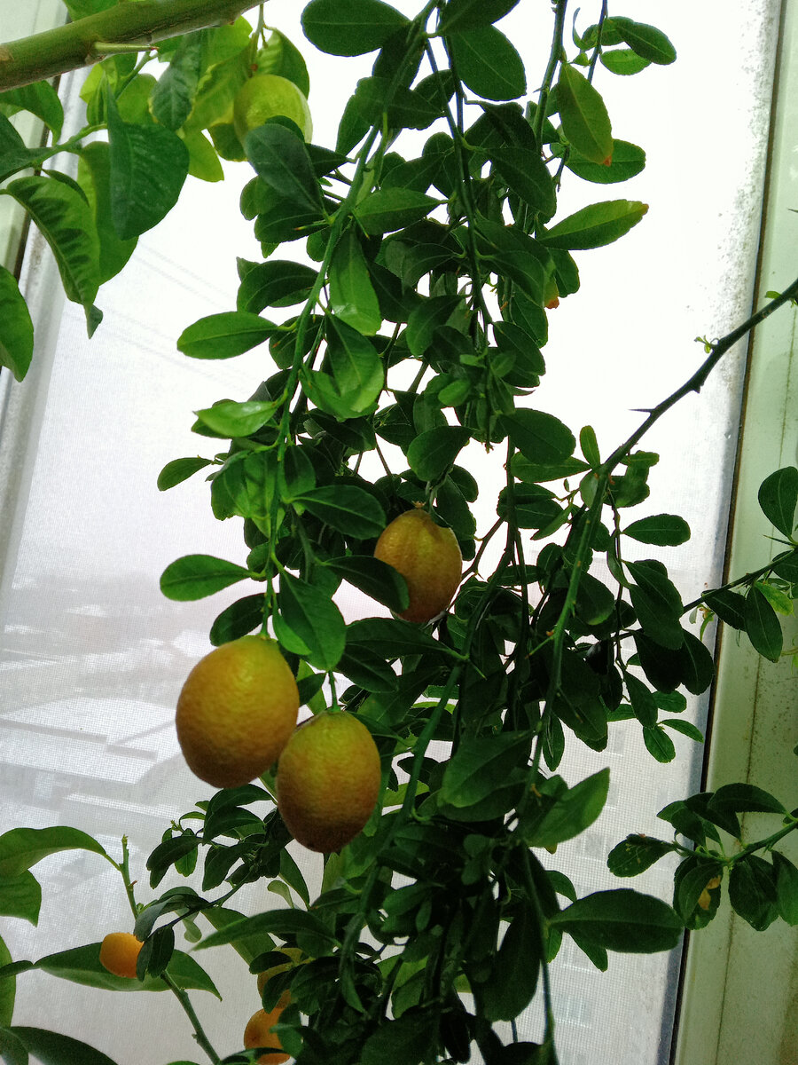 Плоды микроцитруса blood lime