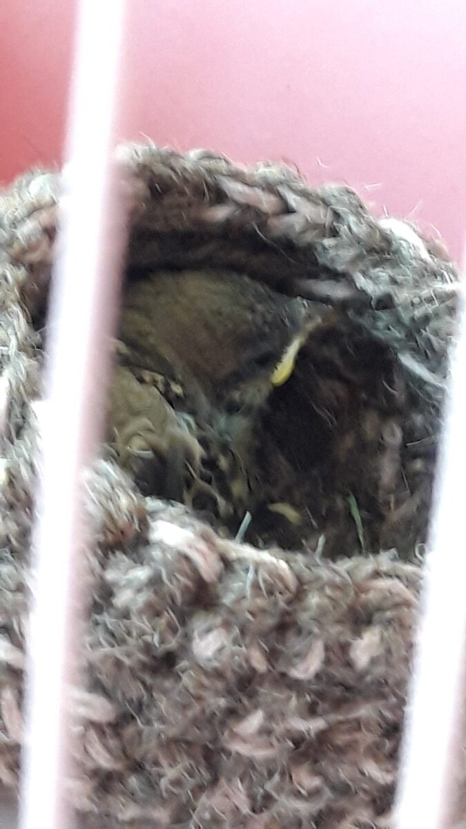 В новом домике