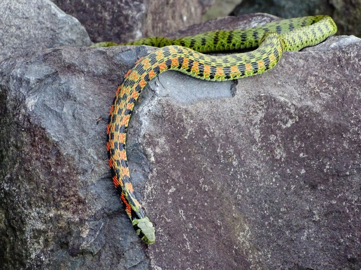 Ядовитые змеи приморского края - 71 фото