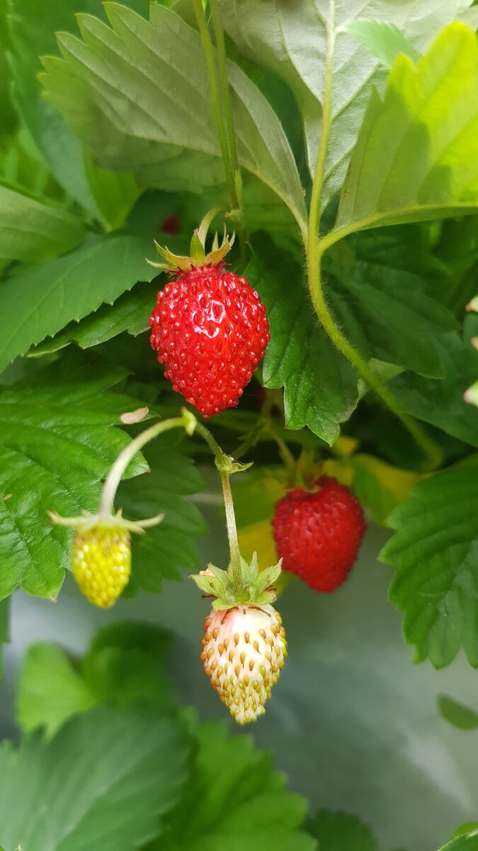 садовая земляника