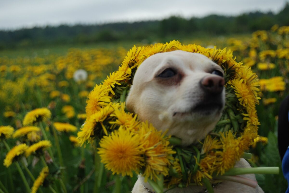 Веня. Тогда он еще видел одуванчики. Ослеп. При диабете собака может ослепнуть за 48 часов.