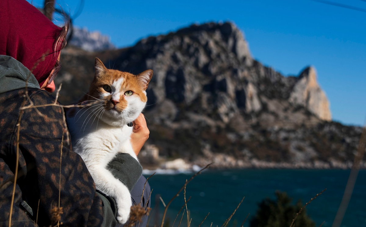 Кошка размером с круизный лайнер - природа не перестает удивлять. 
