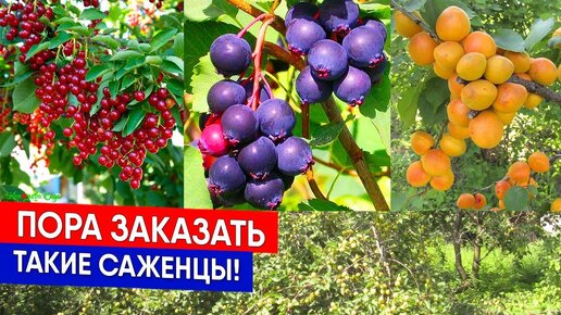 Пора заказать такие саженцы!