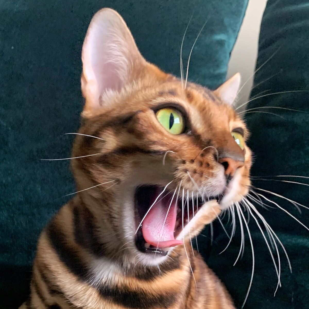 яндекс фото