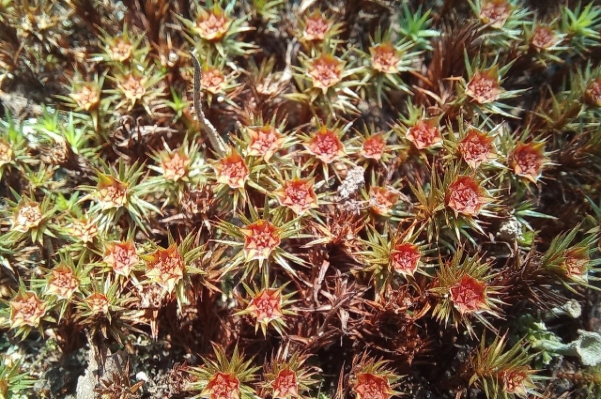    Тульские специалисты обнаружили красивые мхи на новом памятнике природы