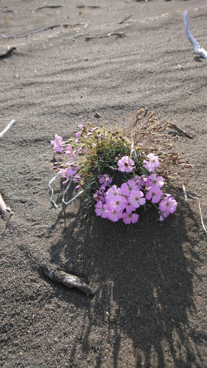 Плато Путорана