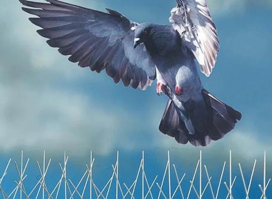 Ограждение от птиц. Защита антенны от птиц. Отпугиватель от голубей. Защита от голубей на подоконнике. Голубь на подоконнике.