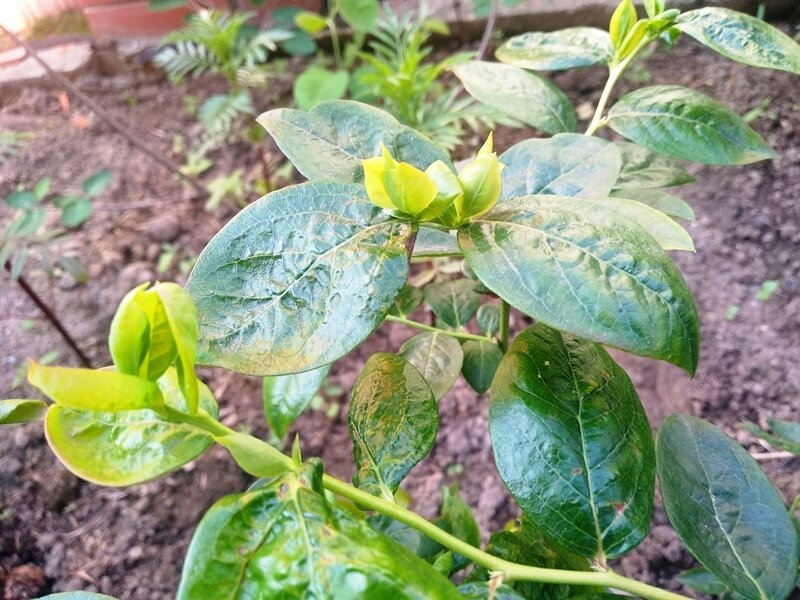 Листочки голубики