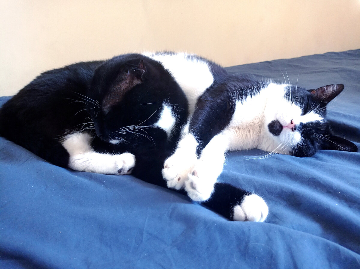 Сурен пришёл прикрыть бочки Геральта