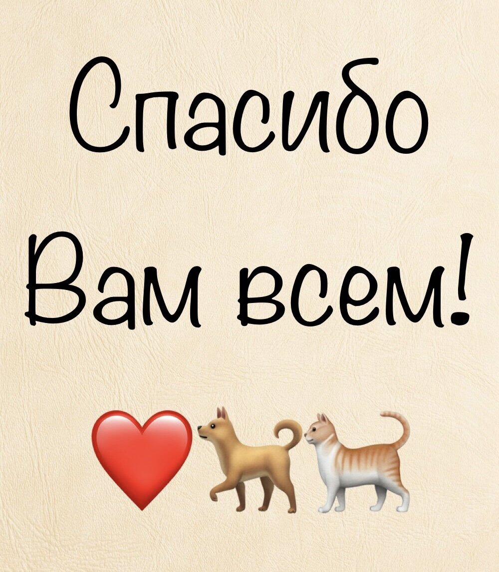 Остров надежды чат