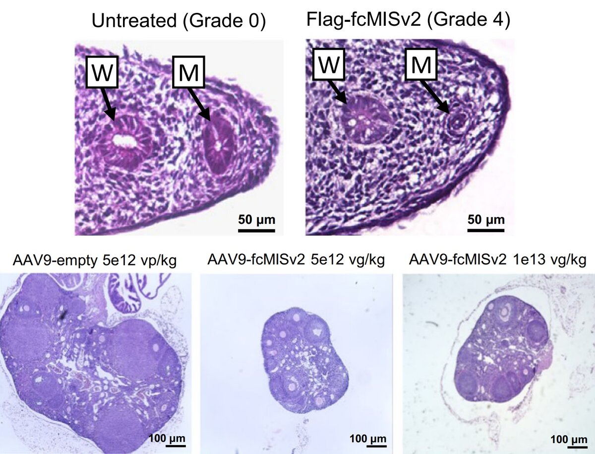   Lindsey M. Vansandt et al. / Nature Communications, 2023