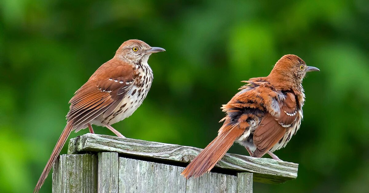 Птицы не поют я не поверил. Brown Bird.