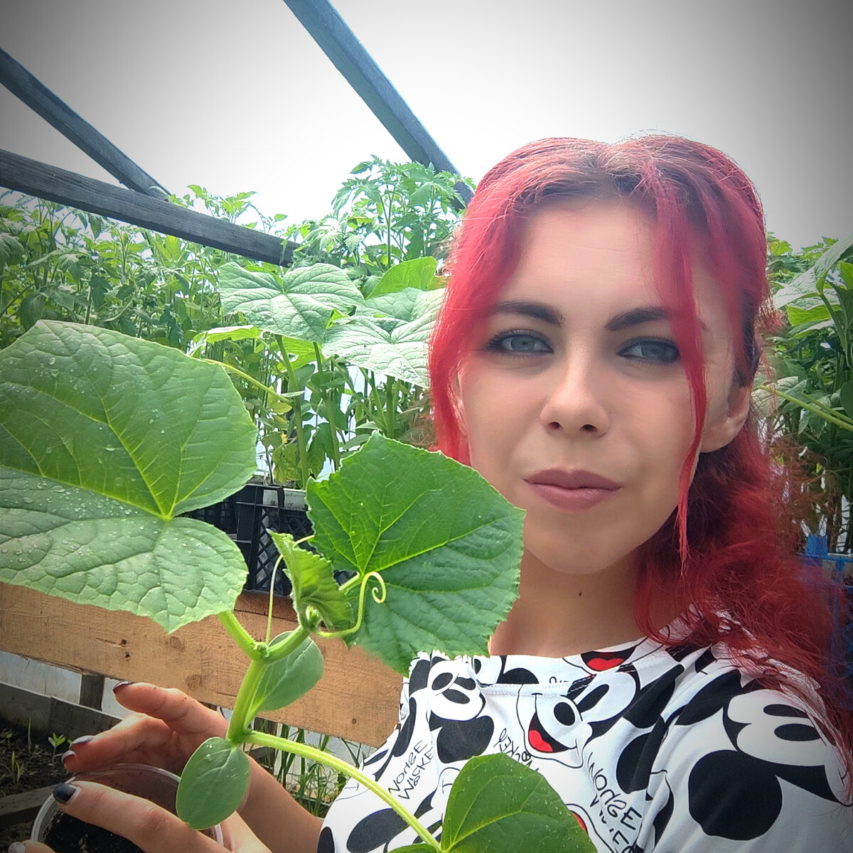 Мощная рассада, устойчив к заболеваниям 