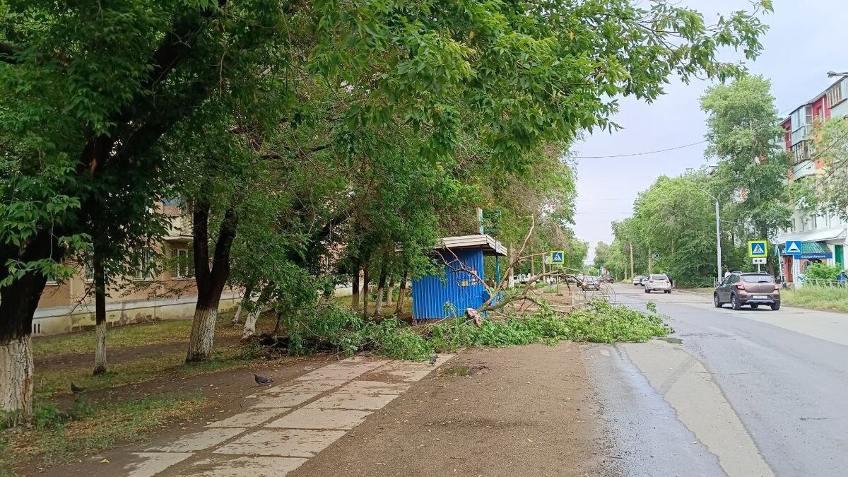 В Оренбурге прямо у автобусной остановки рухнула большая ветка | 56orb.ru |  Дзен